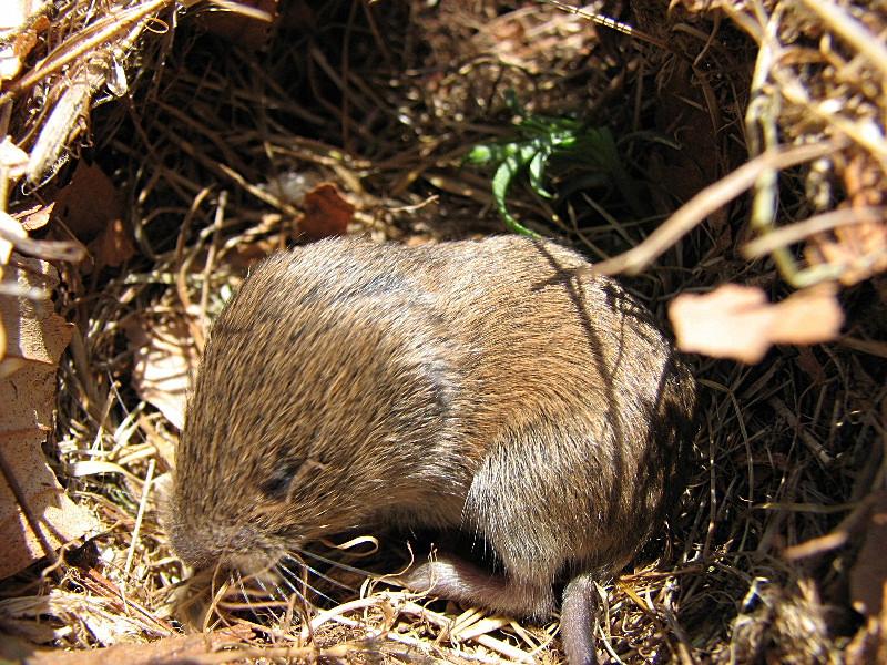Microtus savii